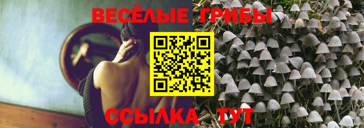 Галлюциногенные грибы Psilocybine cubensis Сланцы